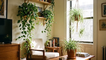 La planta que reduce el polvo en tu departamento y que cuesta menos de 50 pesos