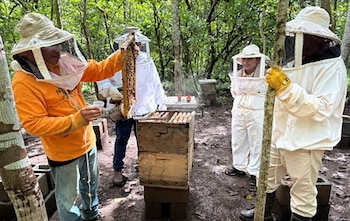 La apicultura en Guatemala sostiene su relevancia por su papel en el desarrollo rural, la economía local y el equilibrio ecológico nacional. (Cortesía: MAGA)