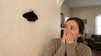 Una mujer con suéter cubre su boca con las manos mientras mira una polilla negra grande posada en una pared interior de color claro.