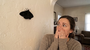 La mariposa negra que aparece en tu pared no anuncia la muerte: esto es lo que realmente significa