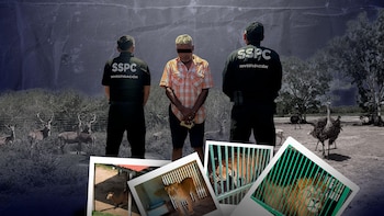 De ñu azul a bisontes: lista completa de los animales exóticos asegurados al Cártel del Golfo en Tamaulipas