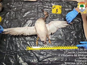 La Cerceta Pardilla abatida por