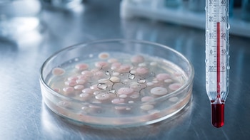 El cambio climático podría hacer bacterias más resistentes a los antibióticos, según el primer análisis global