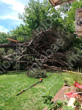 Pidió una inspección urgente por un árbol con riesgo de caída, el municipio demoró el trámite y el pino terminó aplastando su casa