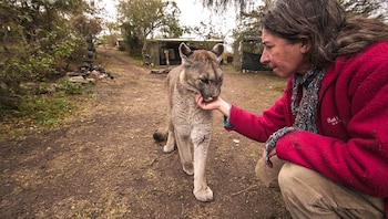 Kai cuida del puma ciego