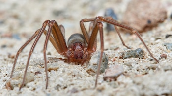 Así se comporta la araña violinista que ha picado a un hombre en Málaga y que casi le hace perder un brazo