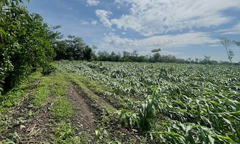 Plantas de maíz aplanadas en un campo agrícola, junto a un camino de tierra, árboles y un cielo azul con nubes