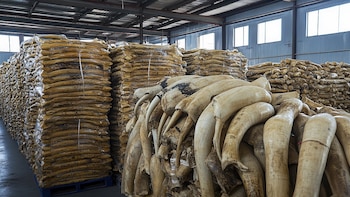 El comercio de fauna salvaje está vinculado a mayor riesgo de contagio de enfermedades a los humanos