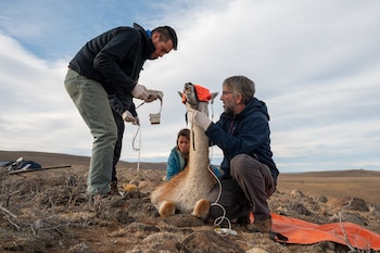 Captura y sensor en guanaco /Franco Bucci - Rewilding Argentina