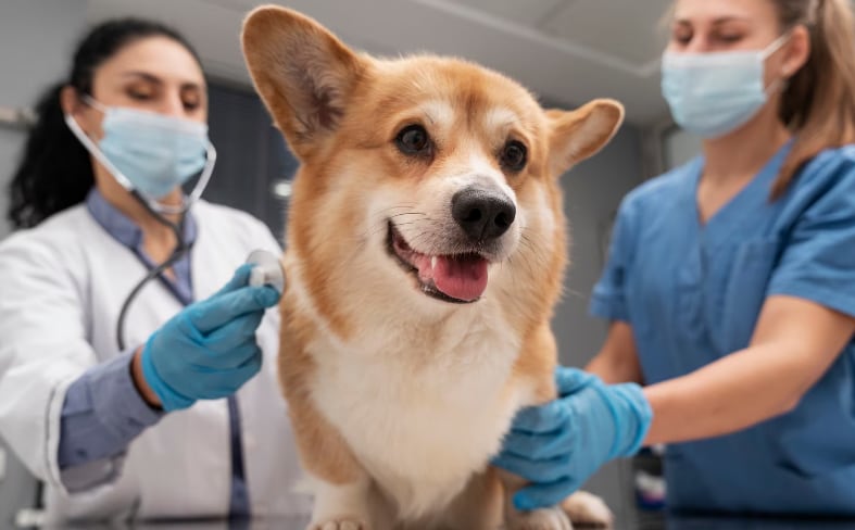 Campaña veterinaria gratis para este 29 de enero: conoce el lugar y los servicios disponibles