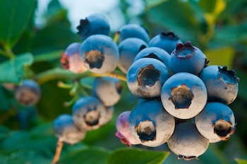 En las próximas etapas, el