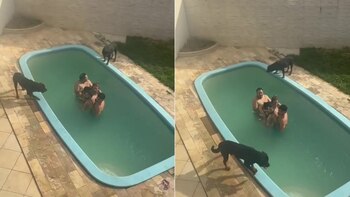 Rottweilers rodean una piscina, impidiendo