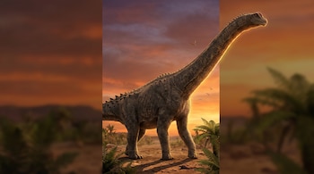 Dinosaurio de cuello largo en un paisaje con helechos, aves en el cielo y un sol poniente.