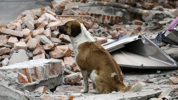 Un perro de pelaje marrón y blanco se sienta sobre una pila de escombros de ladrillos y concreto. Al fondo se observan más restos de edificaciones