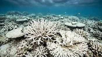 Arrecife submarino con numerosas estructuras de coral de color blanco ramificadas y planas con pequeños peces sobre aguas azules.