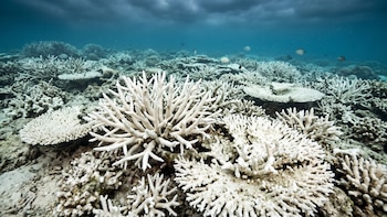 El calentamiento del mar en Panamá enciende alertas por los corales y la pesca