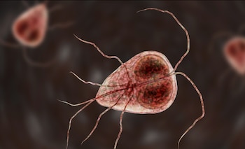 Entre los gatos con Giardia duodenalis, el 18,5 por ciento portaba ensamblajes A y B, variantes que pueden infectar a humanos (CDC)