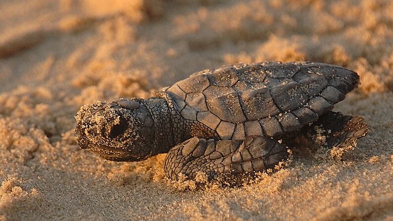 El ruido antropogénico de baja frecuencia generado por embarcaciones e industrias amenaza la supervivencia y funciones sensoriales clave de la tortuga lora