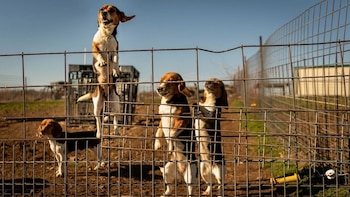La asociación Beagle Rescue Project