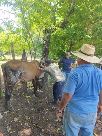 Una vaca atada con una cuerda, tres hombres de pie, árboles de hojas verdes, un poste de madera y tierra con hojas caídas