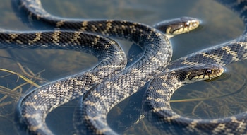 Primer plano de varias serpientes acuáticas nadando en un lago, cuerpos completamente visibles sobre la superficie del agua, escamas detalladas, enfoque nítido.