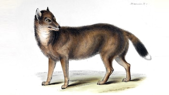 El zorro de Malvinas, de