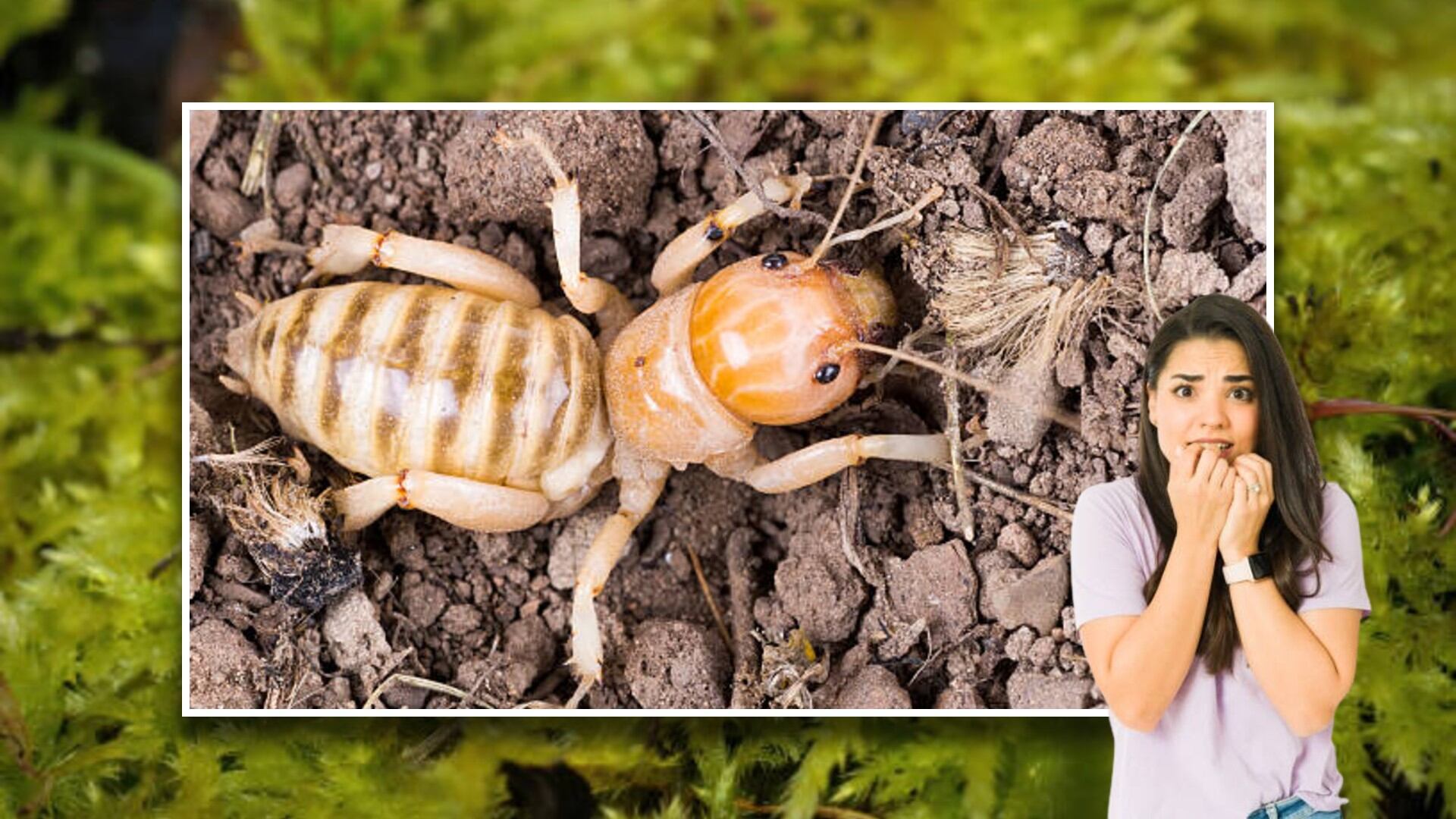 Estos insectos poseen unas mandíbulas de impresionante fuerza con la que se alimentan en la profundidad de la tierra. Foto: (Jesús Tovar Sosa/Infobae)