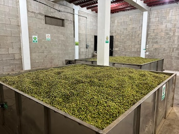 El precio del quintal de cardamomo se ubica en 21.000 lempiras, cifra que representa un valor bruto cercano a los 63,3 millones de dólares.