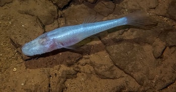 El estudio describe a Demogorgonichthys arcanus como un pez de cueva nuevo en Alabama (Universidad de Auburn en Montgomery)