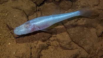 Un pez sin ojos y en peligro crítico sorprende a científicos en Estados Unidos: vive en una cueva contaminada en Alabama