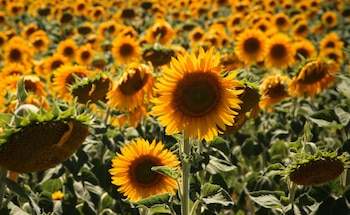 El campo de girasoles es