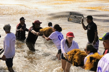 Colectivos y organizaciones gubernamentales han