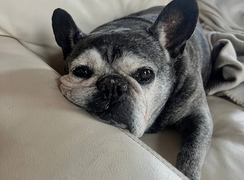 Un perro bulldog francés adulto, con pelaje gris oscuro y canas en el hocico, yace recostado en un sofá de cuero color crema, mirando fijamente hacia adelante