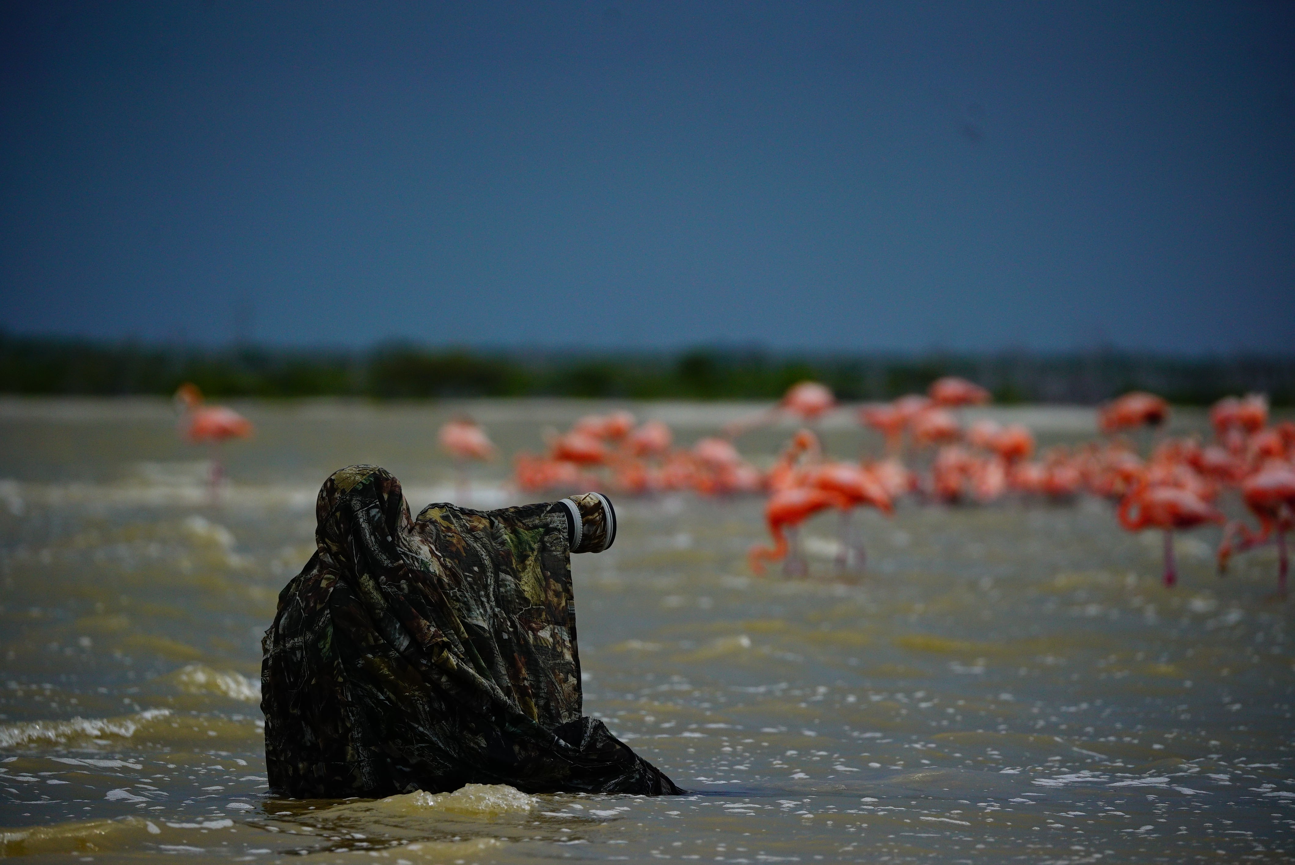 En una labor de diez años, el equipo pasó jornadas de hasta 14 horas ocultos entre la sal y el lodo para filmar a los flamencos sin alter su hábitat. (Foto cortesía: Lorenzo Hagerman/Pimienta Films)