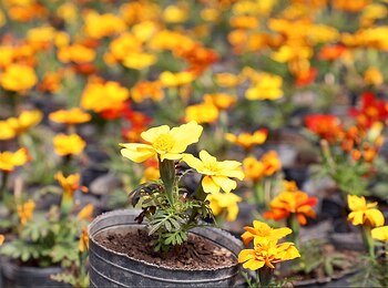 Hasta el momento, el vivero