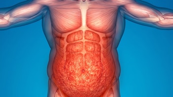 Ilustración 3D de un torso humano, mostrando músculos y una gran acumulación de grasa abdominal de color rojo intenso, sobre un fondo azul claro.