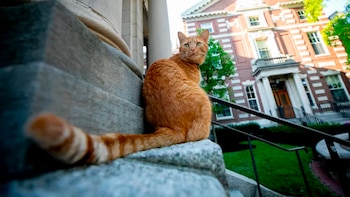 Remy es considerado un ícono