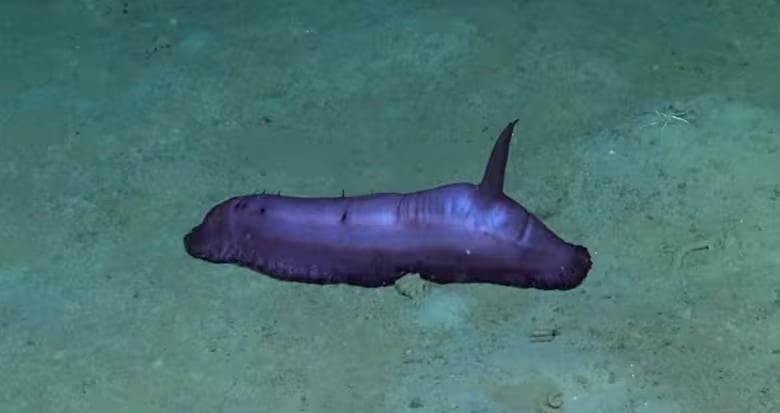 Una nueva batatita viral (Conicet)