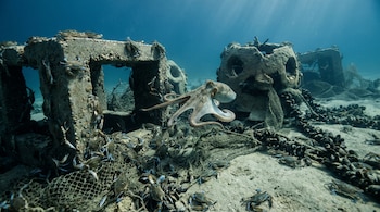 Un pulpo común, varios cangrejos azules, arrecifes artificiales de cemento, redes de pesca y mejillones en un fondo marino arenoso con agua azul.