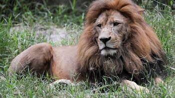 Día Mundial del León