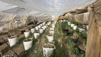 La policía y la fiscalía desmantela un cultivo de marihuana en inmueble de Chimaltenango, Guatemala