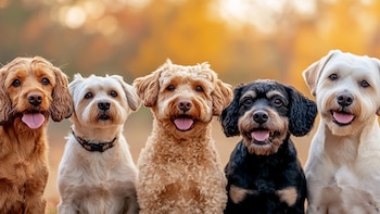 La prevención del golpe de