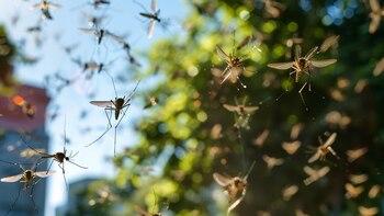 Diferentes colores de repelentes indican la concentración de ingredientes activos, lo que determina la frecuencia de reaplicación requerida, esencial para conseguir la máxima protección en estadías prolongadas al exterior.
(Imagen Ilustrativa Infobae)
