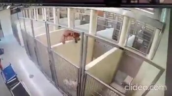 Los perros saltaban la pared