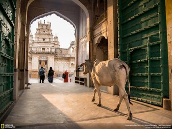 La falta de una vacuna