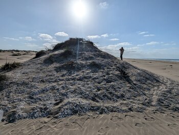 En 8 kilómetros se distribuyen