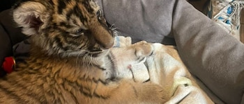 En abril, una cría de tigre de Bengala fue localizada dentro de un inmueble de Xochimilco. (Crédito: Especial)