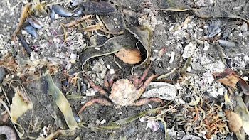 Los análisis detectaron en el