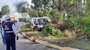 Un total de 60 lotes