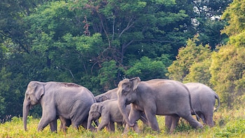 Los elefantes utilizan las orejas